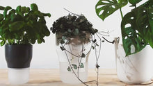 Load and play video in Gallery viewer, Hanging Self-Watering Planters
