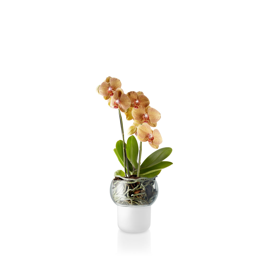 Self-Watering Orchid Pot - Clear Top - 15cm Diameter