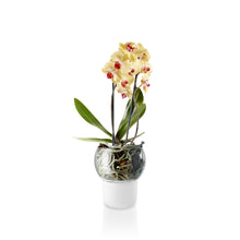 Load image into Gallery viewer, Self-Watering Orchid Pot - Clear Top - 15cm Diameter
